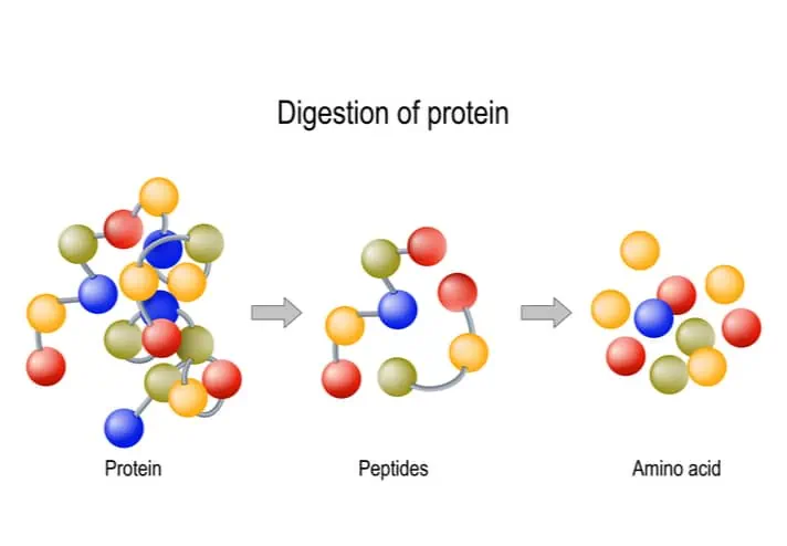aminozuren supplement - hoe wordt eiwit verteerd